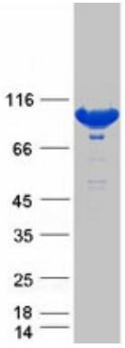 Coomassie blue staining of purified STAT5A protein.